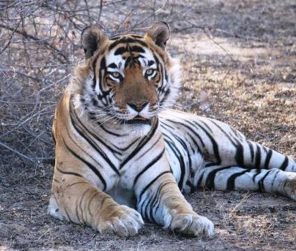 Ranthambore national park 