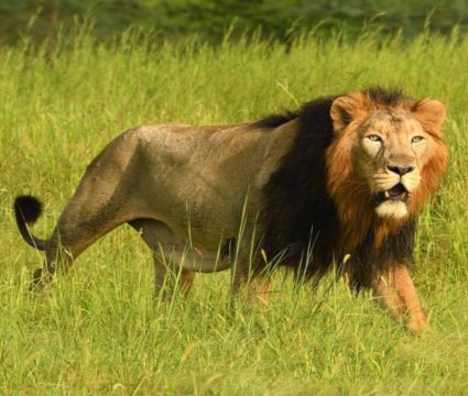 Gir National park