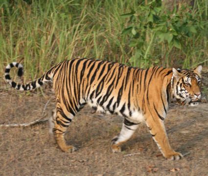 Kanha National park 