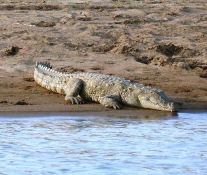 Chambal safari (Ranthambore)