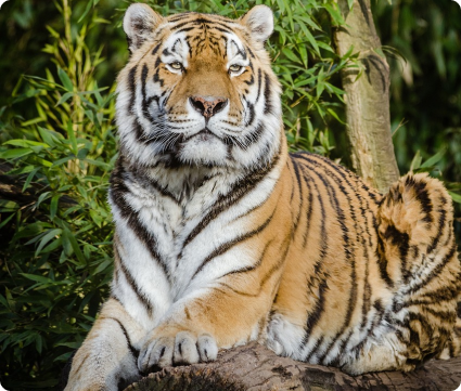 Jim Corbett National park