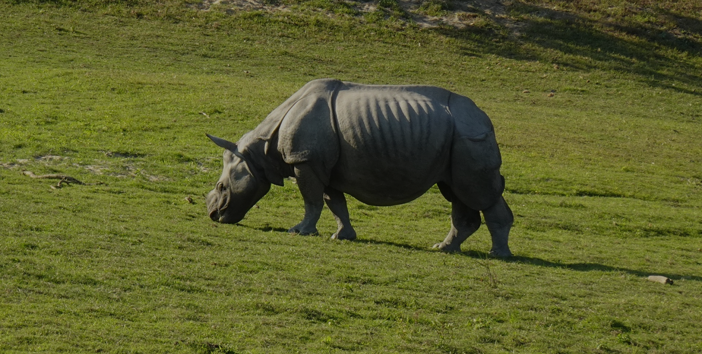 <span class="gir">RANGA</span><span class="kazi">KAZI</span>Discover